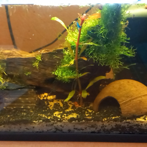 Neocaridina  davidi var.blue dream