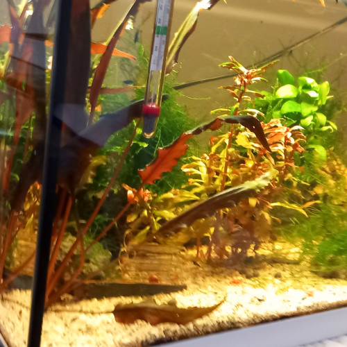 Neocaridina  davidi var.blue dream
