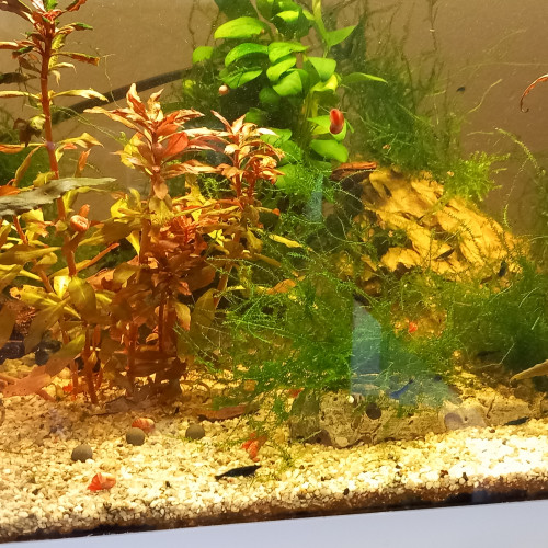Neocaridina  davidi var.blue dream