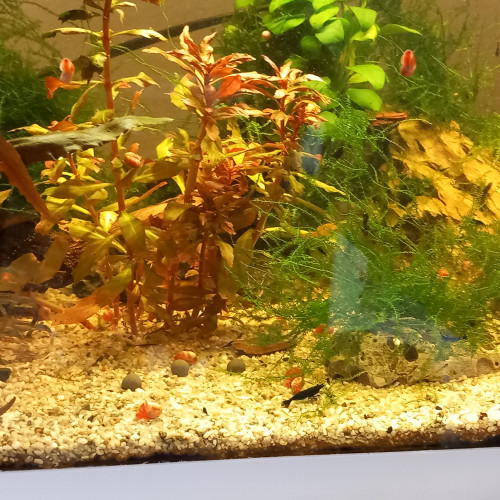 Neocaridina  davidi var.blue dream