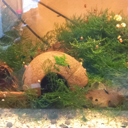 Neocaridina Blue carbon rili ou blue dream