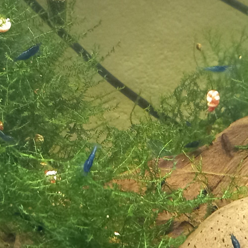 Neocaridina Blue carbon rili ou blue dream