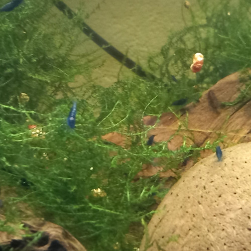 Neocaridina Blue carbon rili ou blue dream
