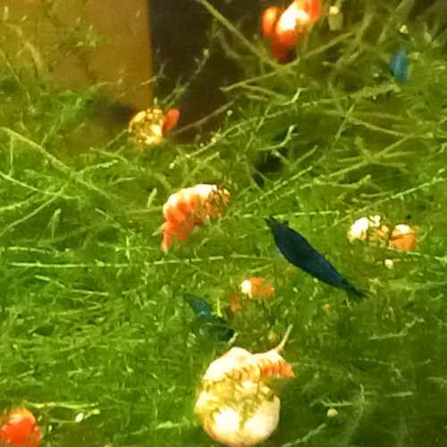 Neocaridina Blue carbon rili ou blue dream