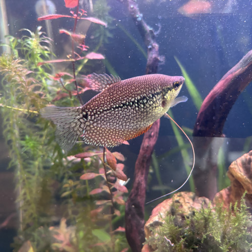 Donne à titre gracieux poissons d'eau douce