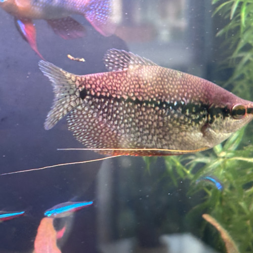 Donne à titre gracieux poissons d'eau douce