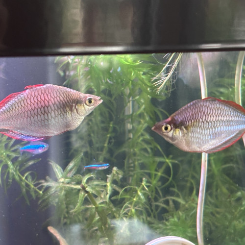 Donne à titre gracieux poissons d'eau douce