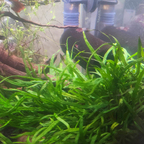 Microsorum  pteropus trident