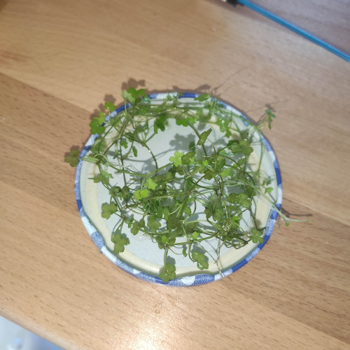 Hydrocotyle tripartita