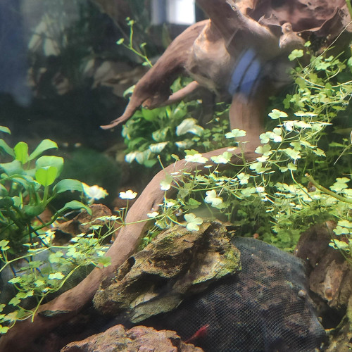 Hydrocotyle tripartita