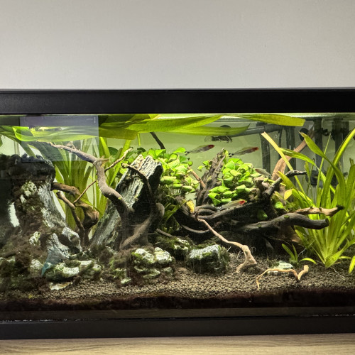Aquarium 60 litres complet avec poisson