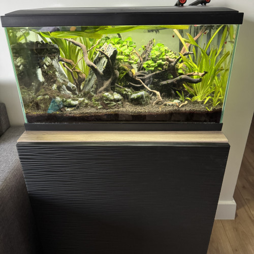 Aquarium 60 litres complet avec poisson