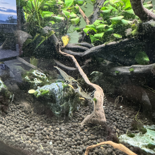 Aquarium 60 litres complet avec poisson