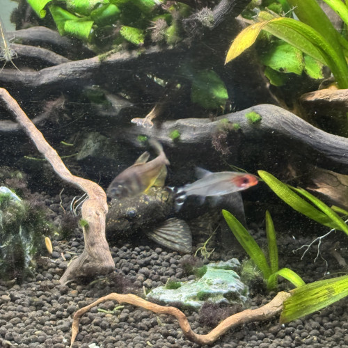 Aquarium 60 litres complet avec poisson
