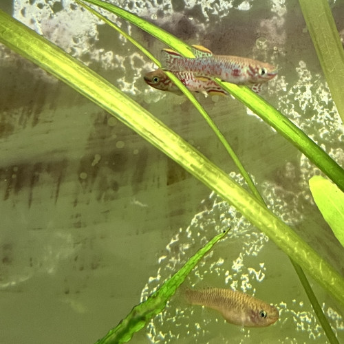fundulopanchax gardneri Killies