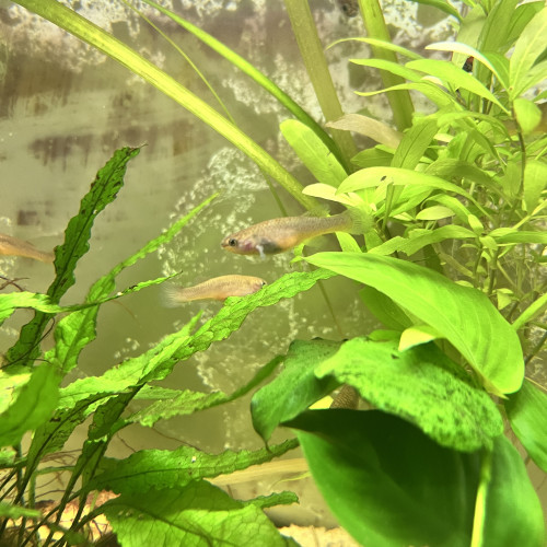 fundulopanchax gardneri Killies
