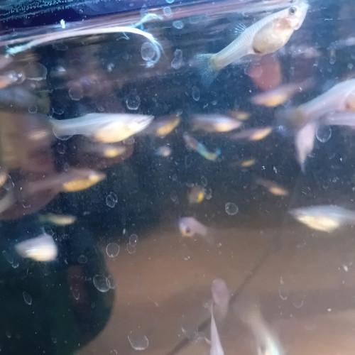 Vends guppys endler