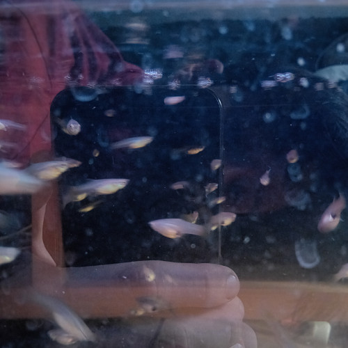 Vends guppys endler