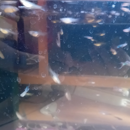 Vends guppys endler