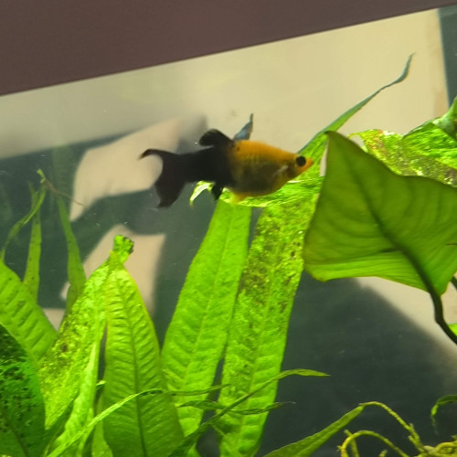 Don de platy et molly