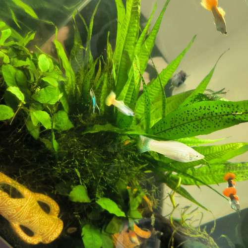 Don de platy et molly