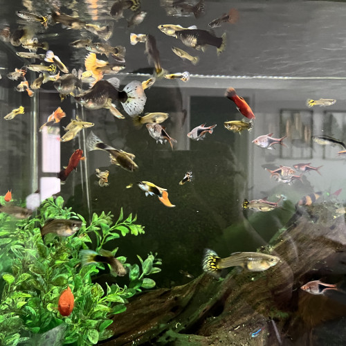 Donne poisson