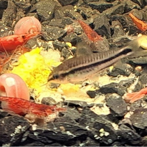 Crevettes Red Cherry