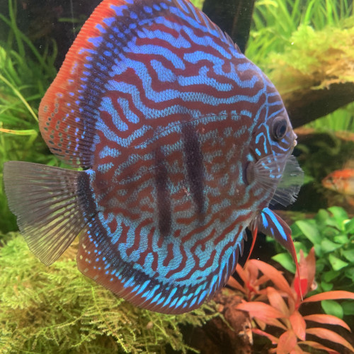 A vendre Discus Femelle