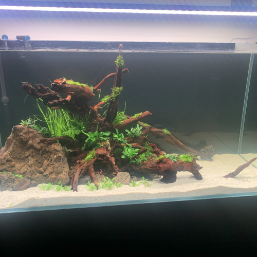 RACINE RIVER WOOD A VENDRE