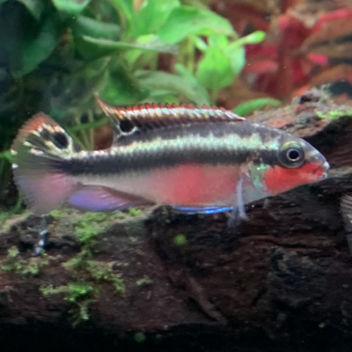 Mâle Pelmato TIGER