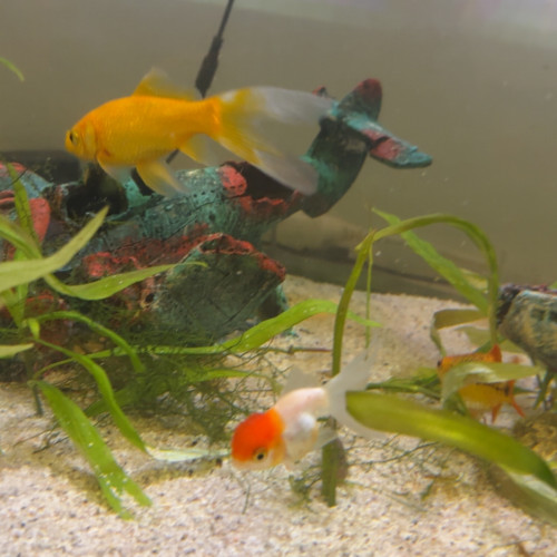 Poissons rouge