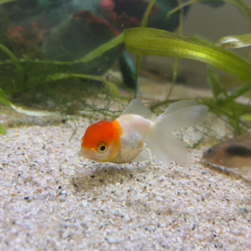 Poissons rouge