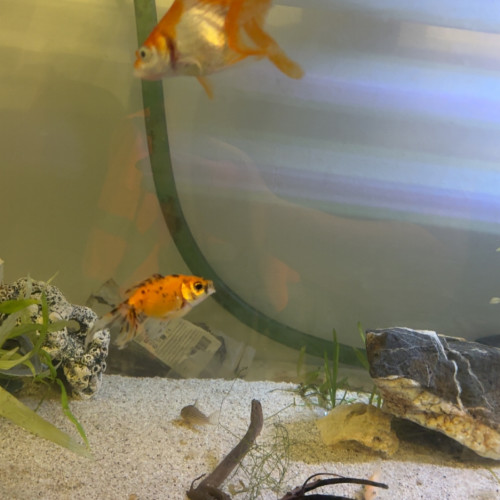 Poissons rouge