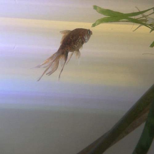 Poissons rouge