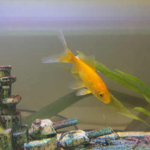 Poissons rouge