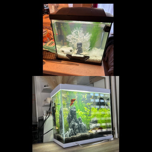 Lot de 2 aquariums avec capot et lumière LED