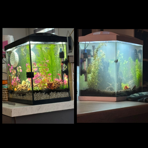 Lot de 2 aquariums avec capot et lumière LED