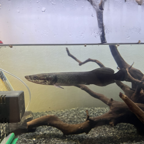 Arapaima juvénile 15-20cm