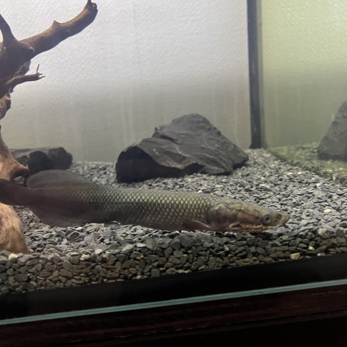 Arapaima juvénile 15-20cm