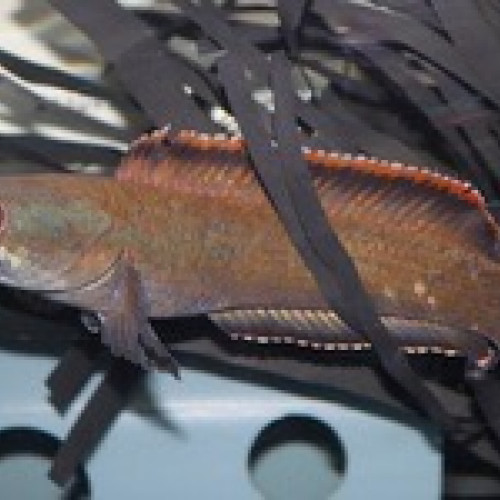 Poisson prédateur channa