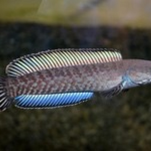 Poisson prédateur channa