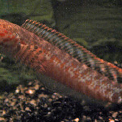 Poisson prédateur channa