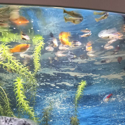 Vends ou échange Guppy, molly, platy.