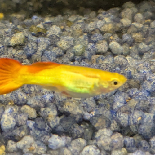 Dons Guppy