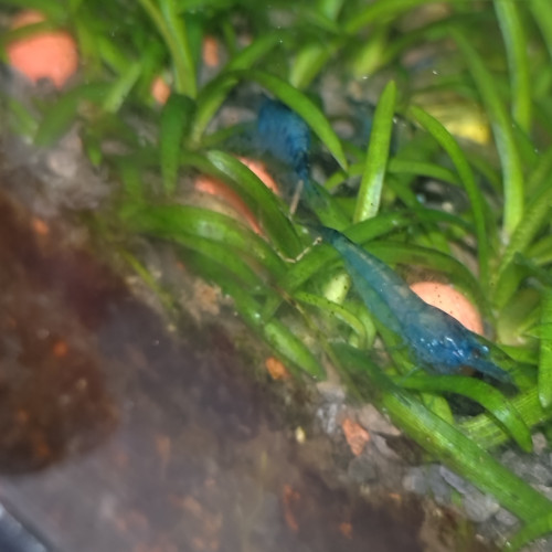 Crevettes bleu velvet