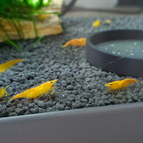 Crevette orange fire