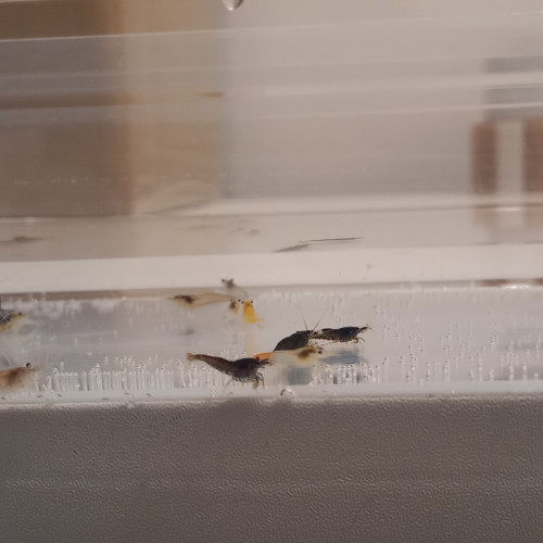 Crevette neocaridina déclassé tout venant
