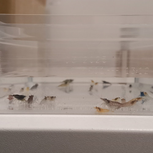 Crevette neocaridina déclassé tout venant