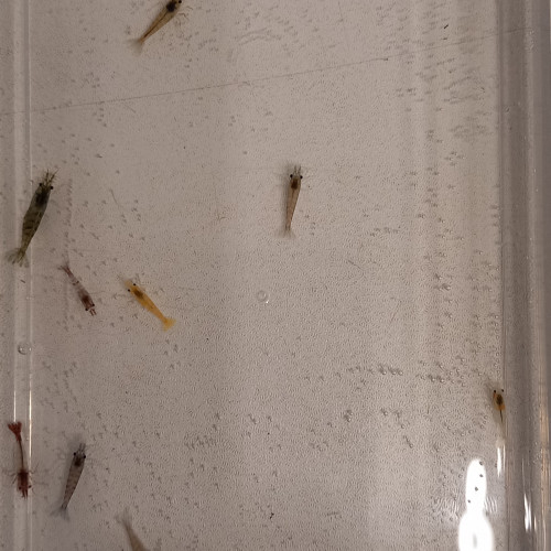 Crevette neocaridina déclassé tout venant