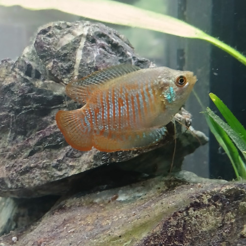 Don de mes poissons